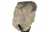 Fossil Sauropod Vertebra Section with Metal Stand - Colorado #350615-2